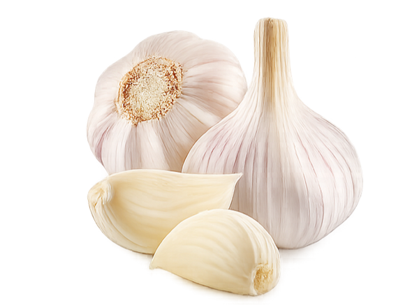 Garlic — Normal White
